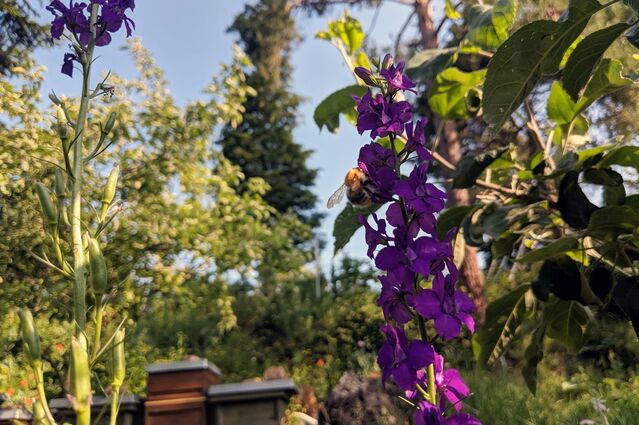 Hummel an Rittersporn-Blüte