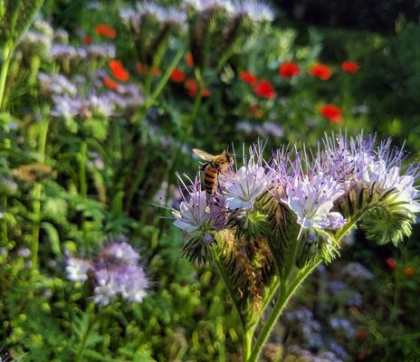 Biene auf lila Phacelia-Blüte